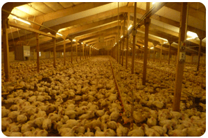 capital intensive chicken farming